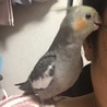 メガネをかみかみ