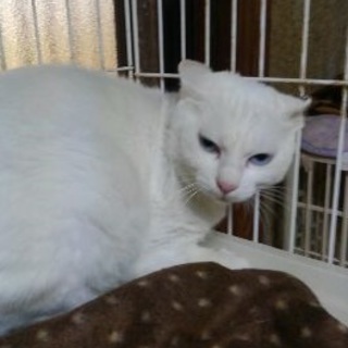 ミミちゃん　　おとなしい子です