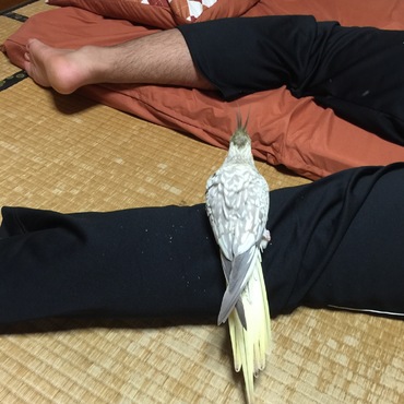 寝ている人の体に乗って起きるまでじーっと待ちます