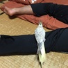 寝ている人の体に乗って起きるまでじーっと待ちます