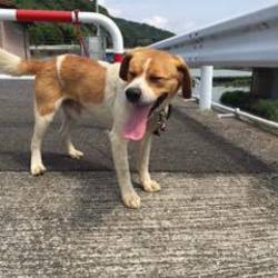 飼い主行方不明