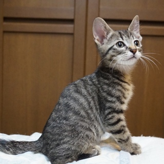 ミルクから育て人なれ完璧、はじめ君、医療済