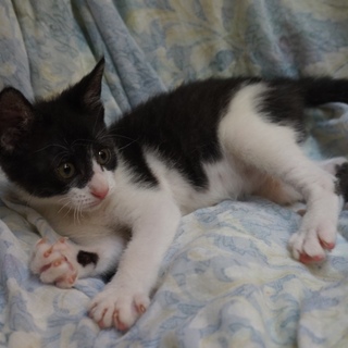 ミルクから育て人なれ完璧、くらちゃん、医療済