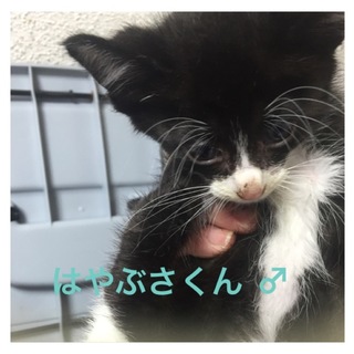 羽ばたけシリーズ＊はやぶさくん