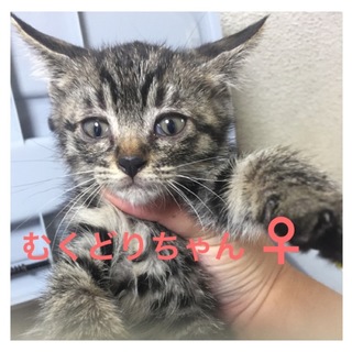 羽ばたけシリーズ＊むくどりちゃん