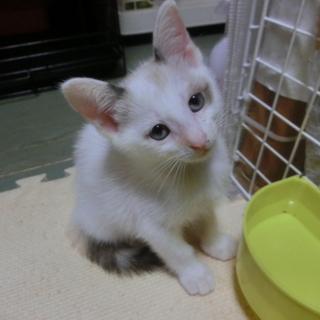 【ふらの】TNRのため保護した猫さんが生みました。