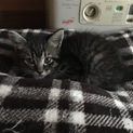 子猫今月で2ヶ月