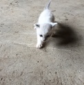 子猫里親募集