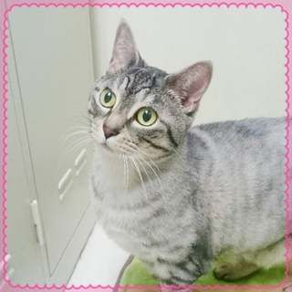 甘えん坊で面倒見のいい女の子です。