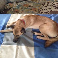 保護犬スタッフ・ライラちゃん