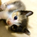 三毛猫 ♀