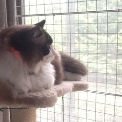 「取って来いが出来るようになったうにちゃん」サムネイル1