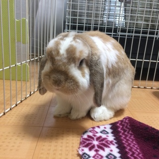 ホランドロップ♂ウニくん6才