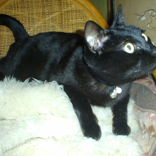 黒猫が好きな方はいらっしゃいませんか？