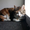 癒し系・まん丸眼　三毛猫　トライアル有 サムネイル4