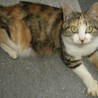 癒し系・まん丸眼　三毛猫　トライアル有 サムネイル6