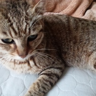 一度車に轢かれ、助かった命です。