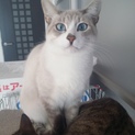 応募多数一旦終了/ ブルーアイ・シャム猫系雑種　