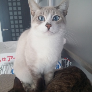 応募多数一旦終了/ ブルーアイ・シャム猫系雑種　