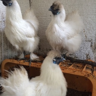 烏骨鶏 たくさんのご応募ありがとうございました