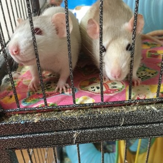 ファンシーラット里親募集