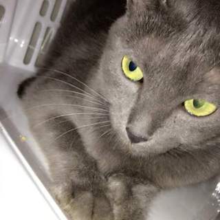 ロシアンブルーＭＩＸのシエルちゃん女の子２歳位？