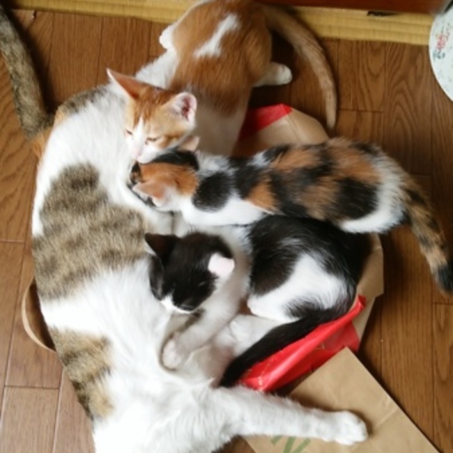 猫至上主義のカバー写真