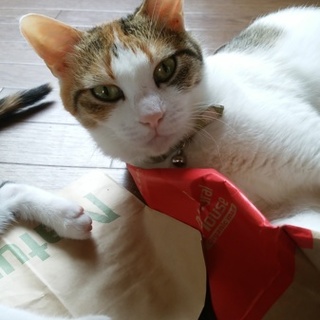 観音様とハートを背負った超人懐こいのんちゃんです