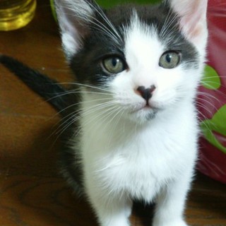 【応募多数につき募集停止中】