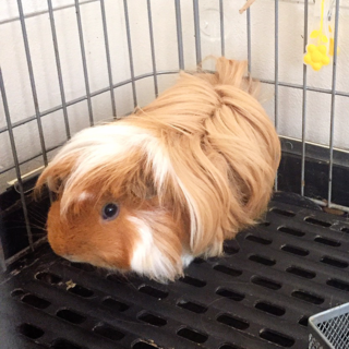 巻き毛モルモットの男の子 東京都 小動物の里親募集 1177 ペットのおうち 月間利用者150万人