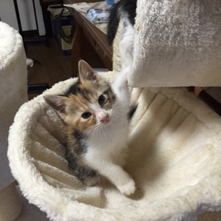 里親決定しました♪ありがとうございます(^-^)