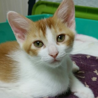 てん君　超天然マイペース系茶白男子！