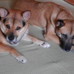 元野犬でも、こんなに幸せ