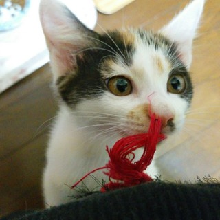 【応募多数につき募集停止中】