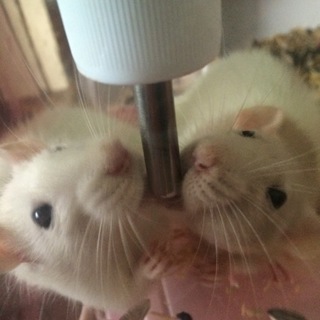 家族が見つかりました(*^_^*)