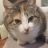 癒し系・まん丸眼　三毛猫　トライアル有 サムネイル7