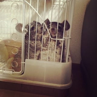 10ヶ月のチンチラ！二匹！