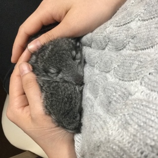 赤ちゃんチンチラ二匹