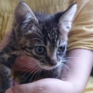 【里親決定】キジトラ男の子■ありがとうございました