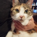 癒し系・まん丸眼　三毛猫　トライアル有
