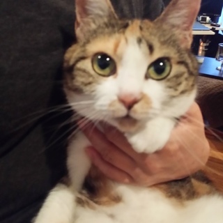 癒し系・まん丸眼　三毛猫　トライアル有