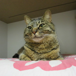 抱っこ娘のマナちゃんです♪