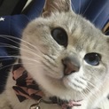 里親になって下さる方募集