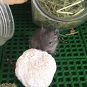 デグーの赤ちゃん 里親決定ありがとうございました