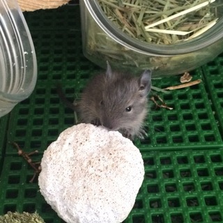 デグーの赤ちゃん 里親決定ありがとうございました