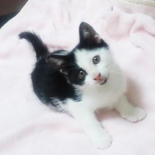 里親決定　ご応募頂きありがとうございました。