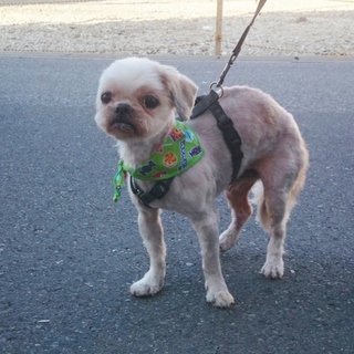 シーズーです。よろしくおねがいします！！