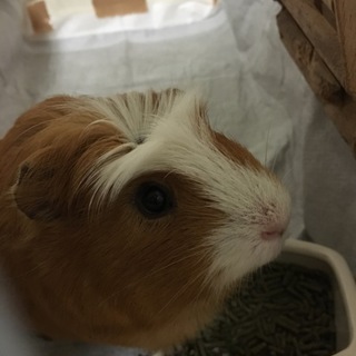 クレステッドモルモット  きまりました！