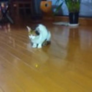 ザ三毛 とっても賢い　物静かな１歳女子ミケコ