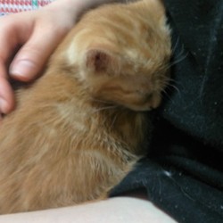 「嫁ぐ日」サムネイル2